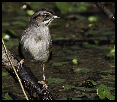 Swamp Sparrow