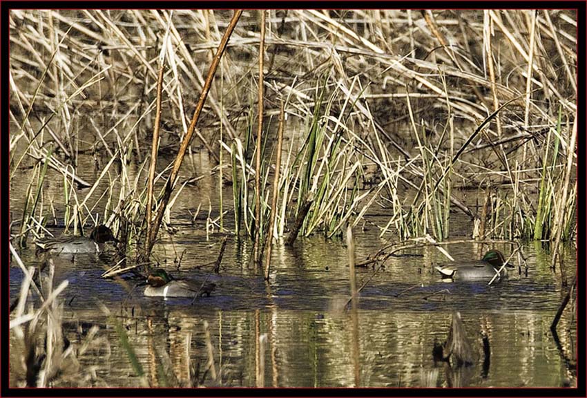 Green-winged Teals