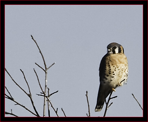 American Kestrel