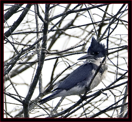 Belted Kingfisher