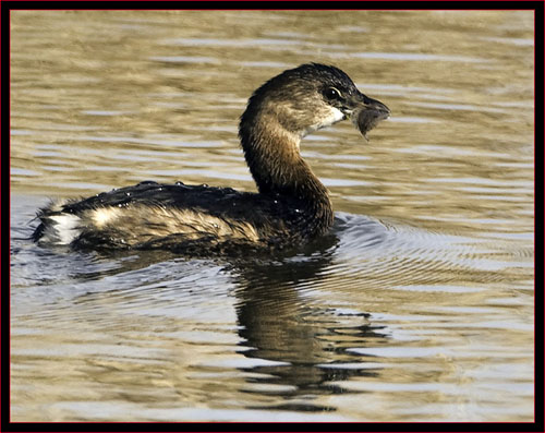 Pied-billed Grebe with Fish