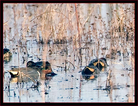 Distant Green-winged Teals