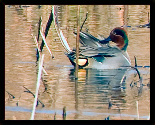 Green-winged Teal