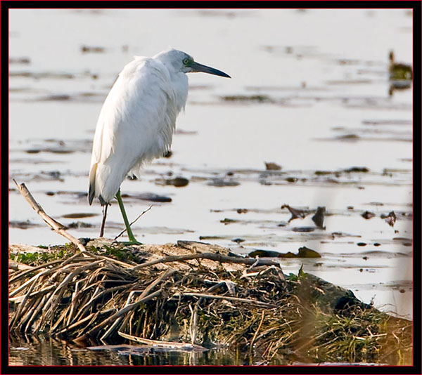 Immature Little Blue Heron