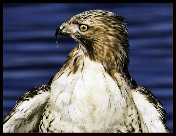 Injured Red-tailed hawk