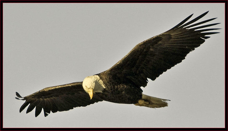 Bald Eagle