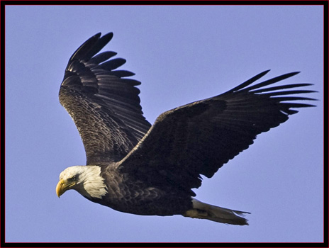 Bald Eagle