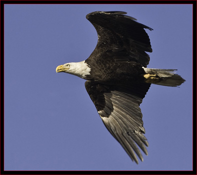 Bald Eagle