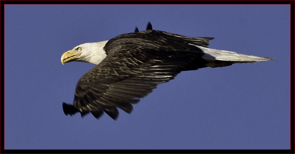 Bald Eagle