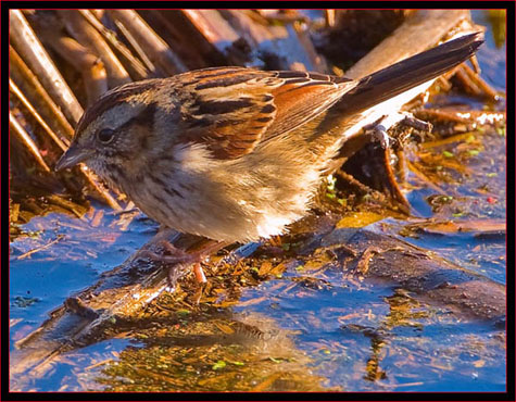 Song Sparrow