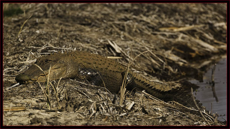 American Alligator