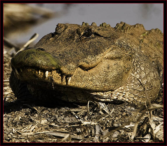 Gator Close Up