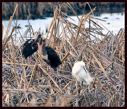 Ibis & Egret