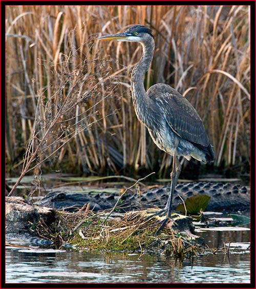 Gator & Heron