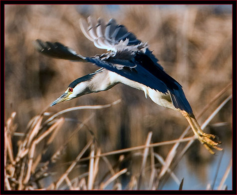 Black-crowned Night Heron