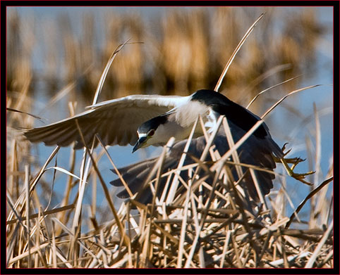 Black-crowned Night Heron