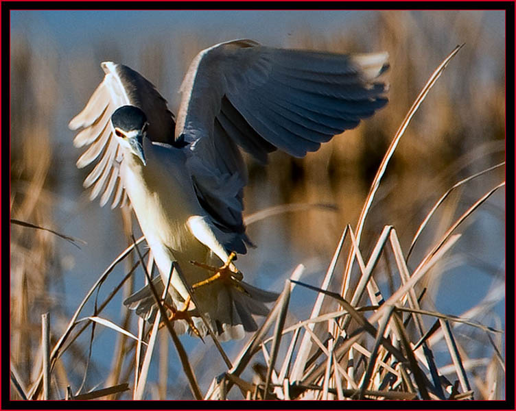 Black-crowned Night Heron