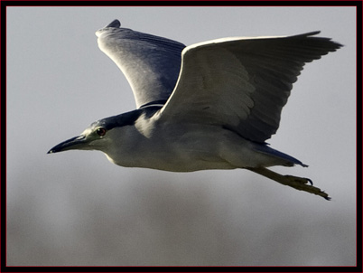 Black-crowned Night Heron in Flight