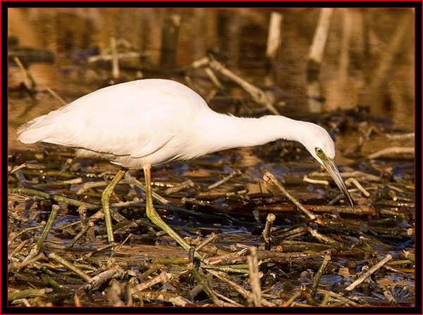 Immature Little Bule Heron