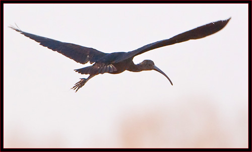 Glossy Ibis in Flight