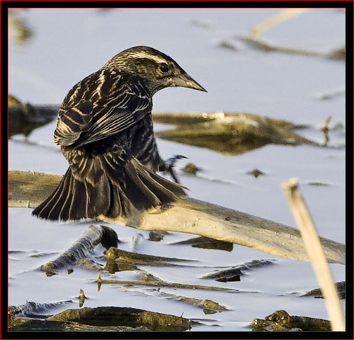 Red-winged Blackbird