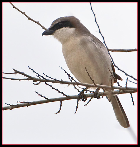 Loggerhead Shrike