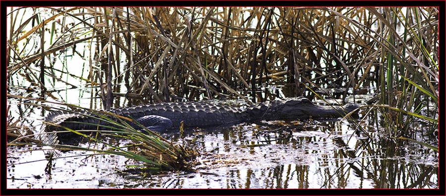 Sunning Gator - 2 shot composite