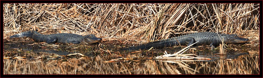 Sunning Gators