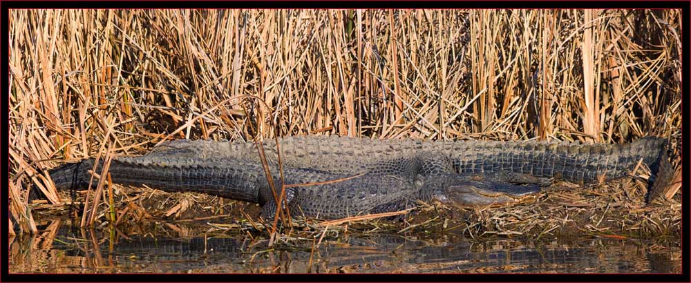 Gator Composite