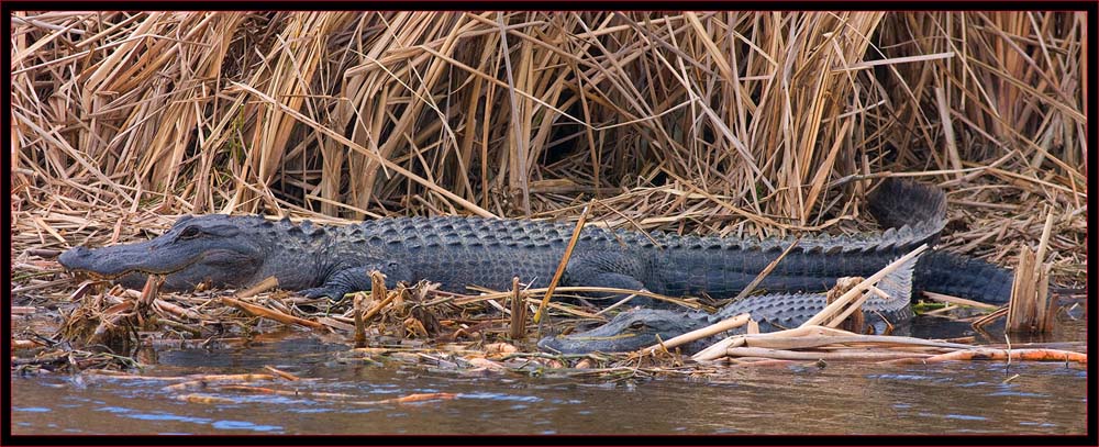 Three-shot Gator Composite