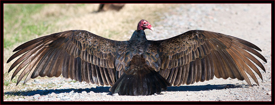 Turkey Vulture