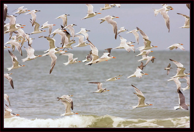 Royal Terns