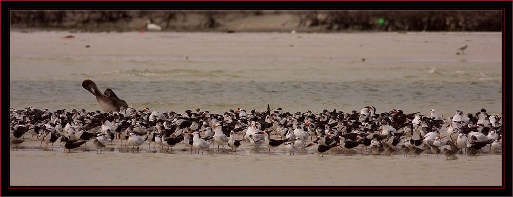 Birds flocked along the beach