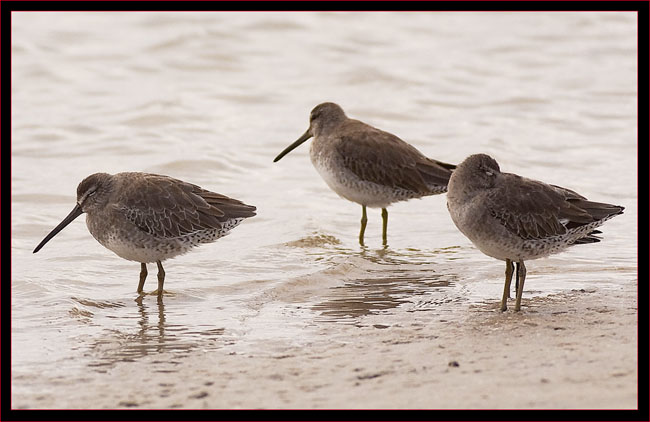 Short-billed Dowitchers