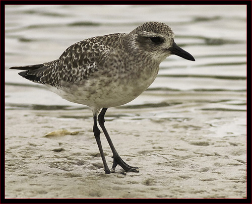 Black-bellied Plover