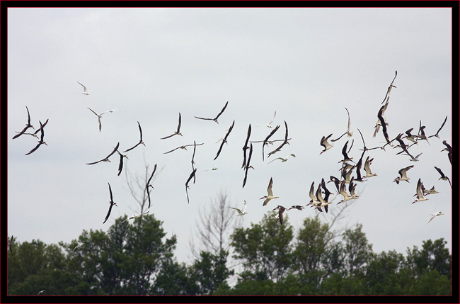 Black Skimmers & Terns in Flight