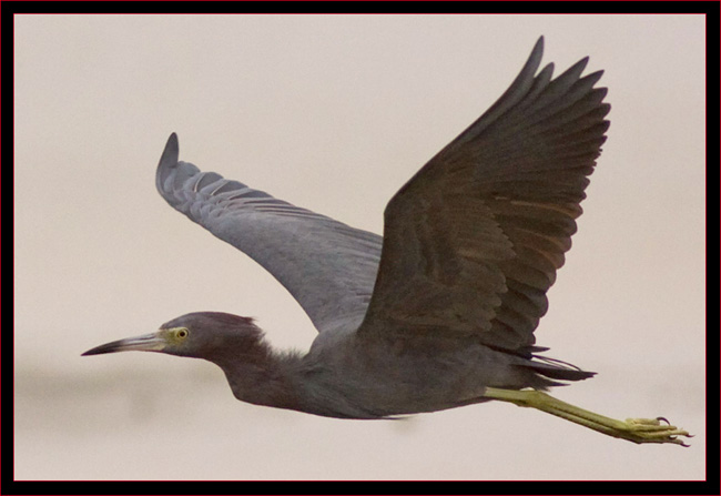 Little Blue Heron in flight