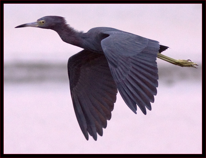 Little Blue Heron in Flight