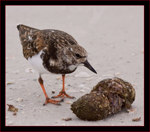 Ruddy Turnstone