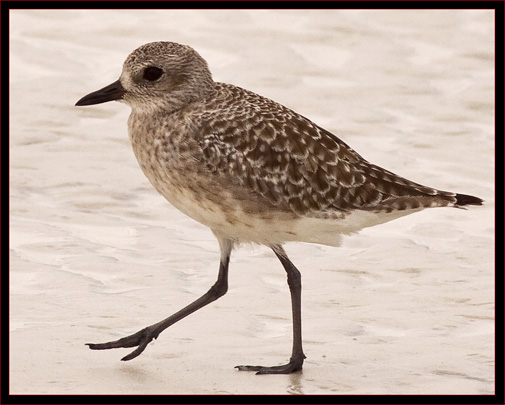 Black-bellied Plover