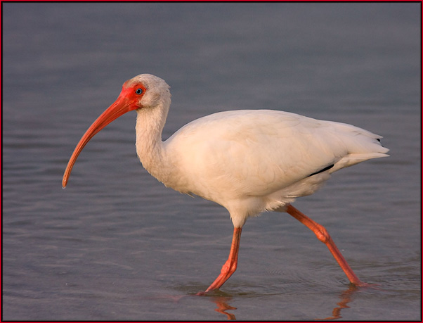 White Ibis