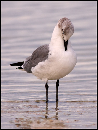 Laughing Gull