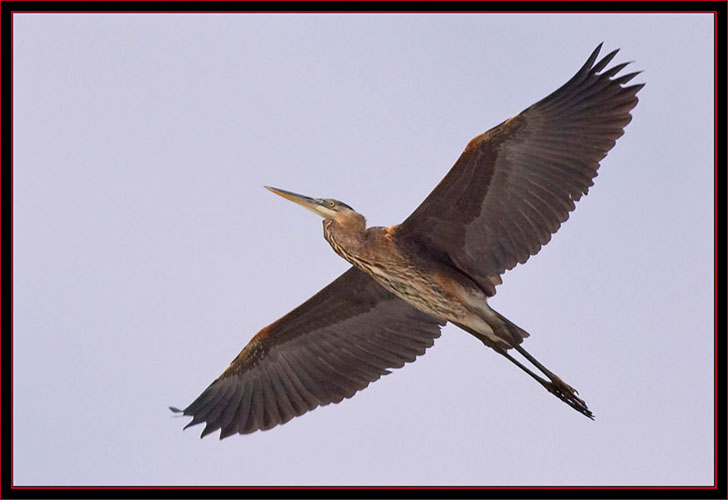 Great Blue Heron in flight