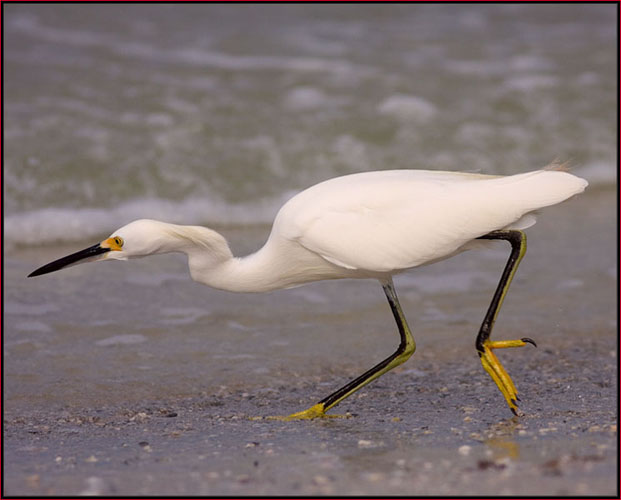 Snowy Egret on the prowl