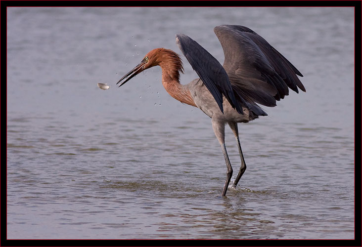 Reddish Egret