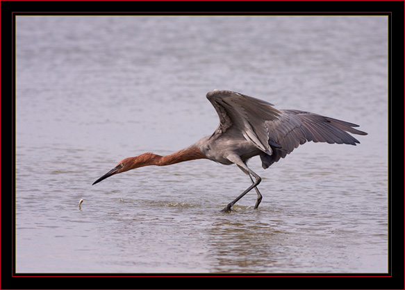 Reddish Egret