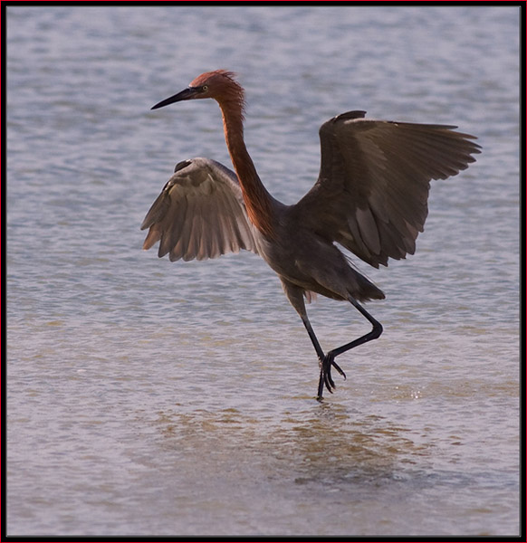 Reddish Egret