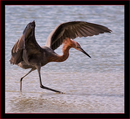 Reddish Egret