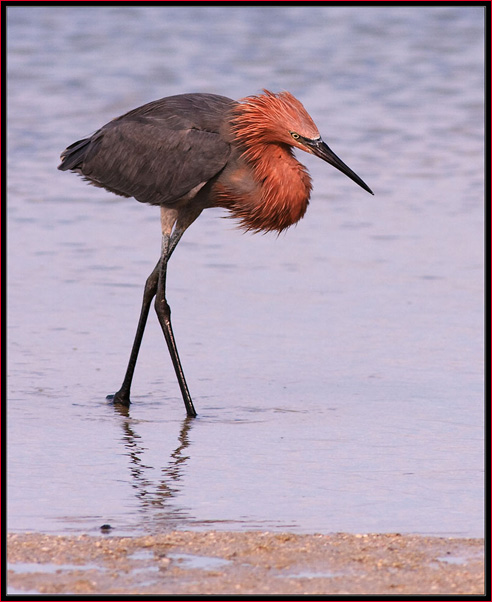 Reddish Egret