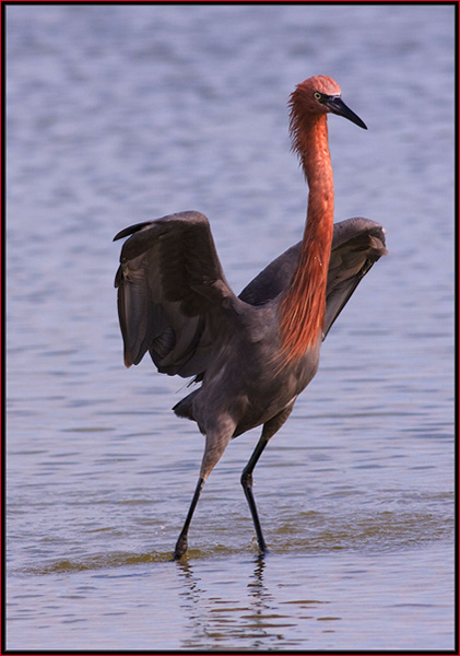 Reddish Egret